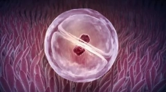 Невозможно можно: близнаци во светот на животните