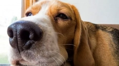 Невролошки болести