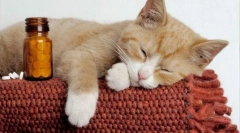 Независни мачки