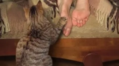 Нијанси на воспитувањето на маче и најчестите грешки