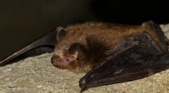 Три-боја ноќно светло