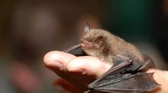 Ноќно светло. Лилјаците