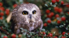 Ноќни чувари - олс