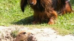 Norny раси на кучиња