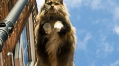 Норвешка шумска мачка (слика): љубезност, затворена во нордискиот карактер