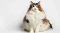 Норвешка шумска мачка