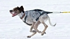 Норвешки спорт метс: нова раса на јавање кучиња