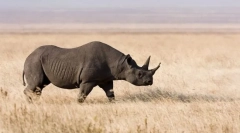 Носоно црно