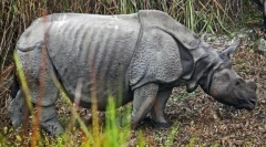 Индиски носорог