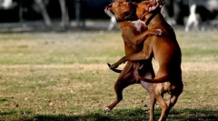 За борбата против растите го замолчи зборот