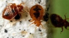 За облаците