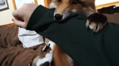 За лисици како миленичиња миленичиња