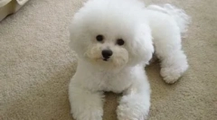 За раса кучиња бишон frize