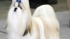 За раса на кучиња ши-цу