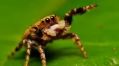 За она што пајакот се храни во дивината и дома