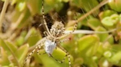 За тоа како пајаците се одгледуваат