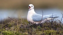 Жителите на арктикот: повеќето северни животни во светот