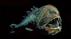 Жители на морски длабочини