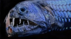 Жителите на неизследваните длабочини на океанот во фотографиите на дејвид робел