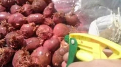 Третман на компир пред слетување