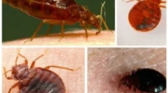 Обработка на стан од bedbugs од страна на специјализирана организација