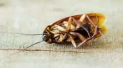 Третман на ладно магла