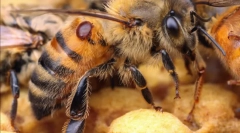 Претворање на пчелен третман