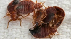 Обработка на соба од жешка магла за грешки