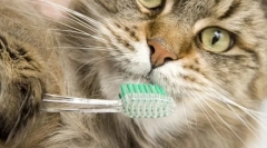 Заедничка хигиена за мачки