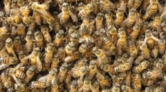 Јавни инсекти