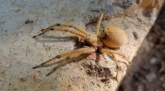 Општи знаци на структурата на артропод