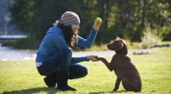 Главни тимови за обука на кученце