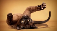 Обичните облеки ми помагаат да ги исечам канџите на мојата момчечка мачка