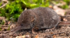 Обична barozubka