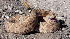 Обична растреперена змија