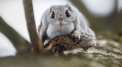 Обични летање