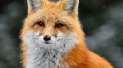 Обична лисица (црвен листер)