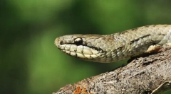 Обични средни