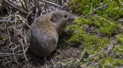 Обична полевка