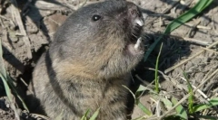 Обични pleckushonka