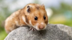 Обичен хамсман