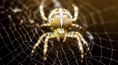 Обичен крст