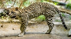 Оцело (слики): далиц дали и други фанови егзотични