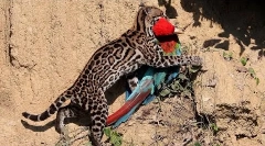 Окело - најубавата мачка во светот