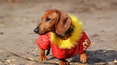 Куче облека: историја на куче мода