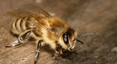 Единствени пчели