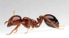 Оган мравка