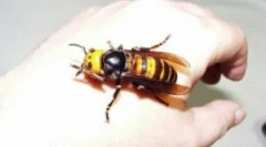 Огромен и опасен ос за човекот