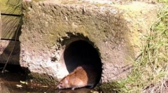 Огромни мутантни стаорци се преплавени во велика британија