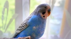 О, овие пернат танчери: видео, каде што папагалот танцува индиски танц